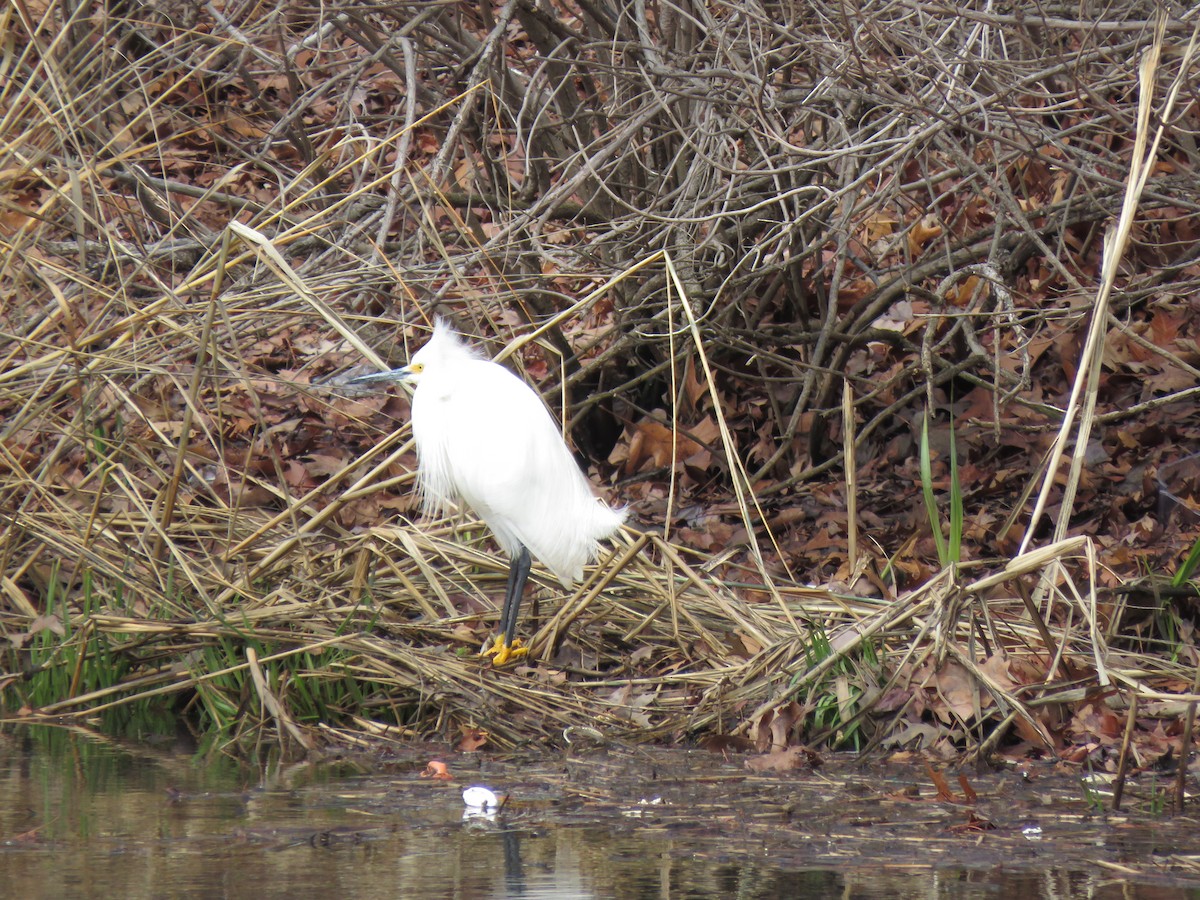 Snowy Egret - ML633684701