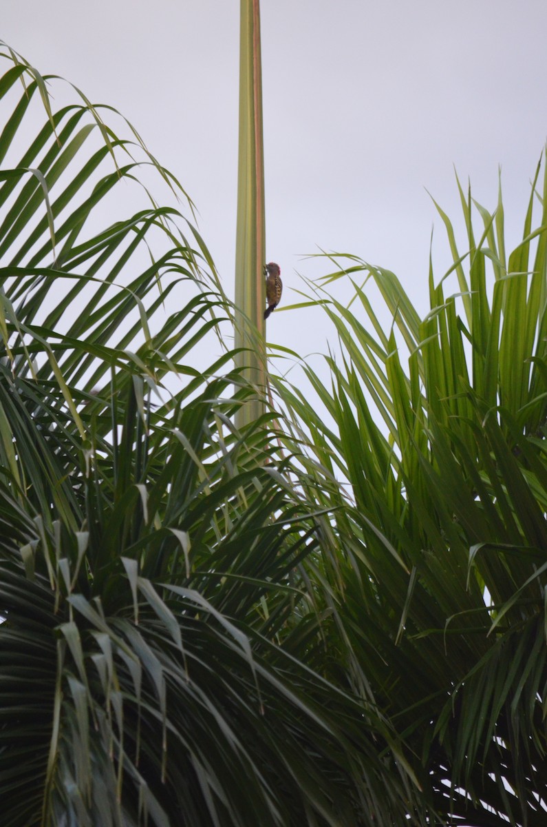 Hispaniolan Woodpecker - ML633684810