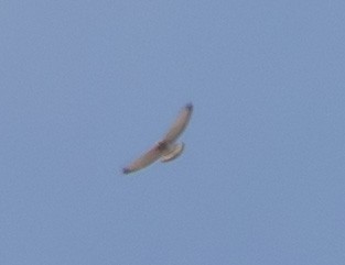 eBird Checklist - 13 Apr 2025 - Dinosaur Ridge Hawkwatch - 16 species