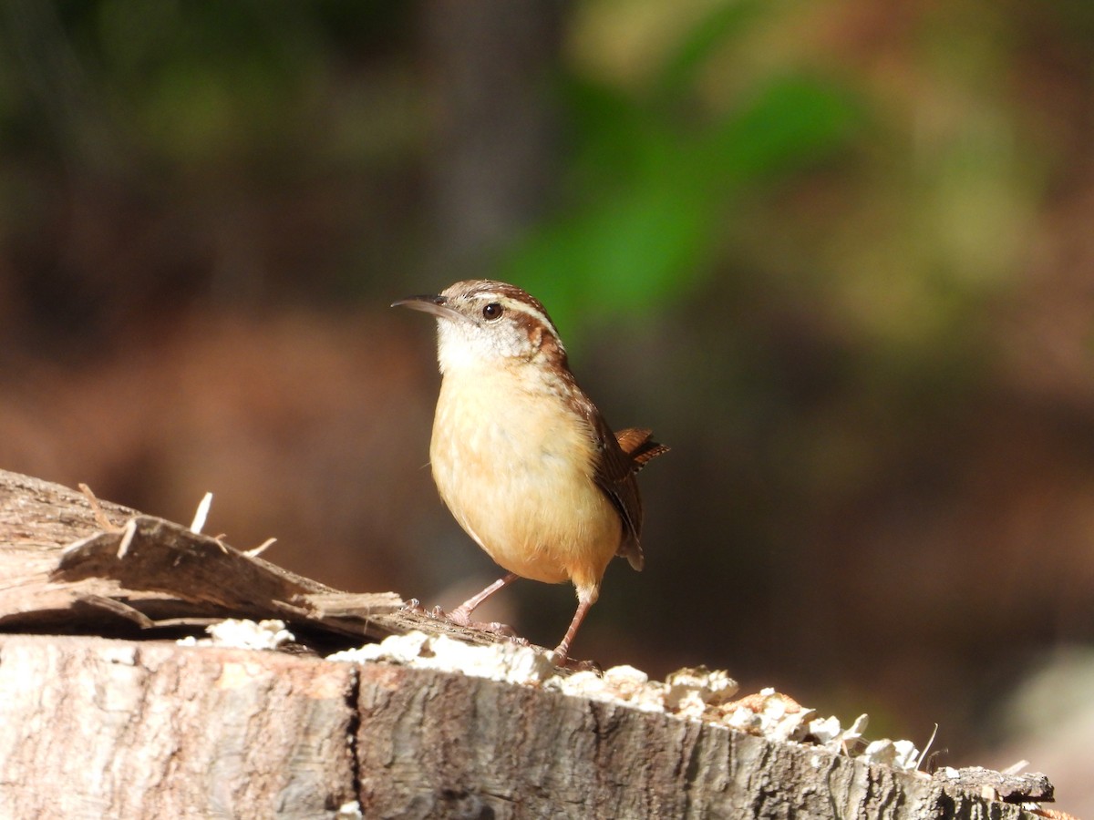 Carolina Wren - ML633685118