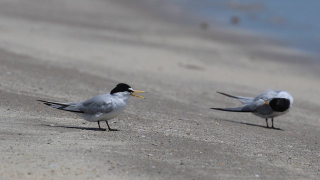 Least Tern - ML633685309