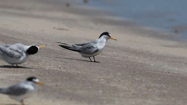 Least Tern - ML633685312