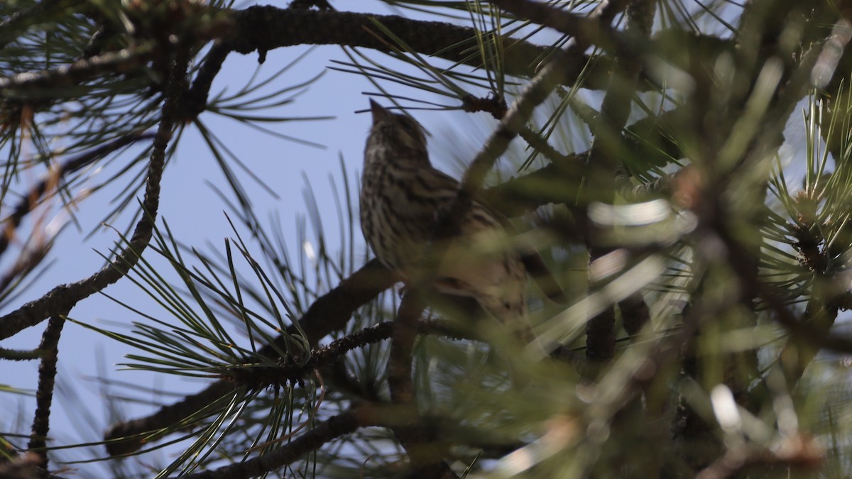 Cassin's Finch - ML633685366