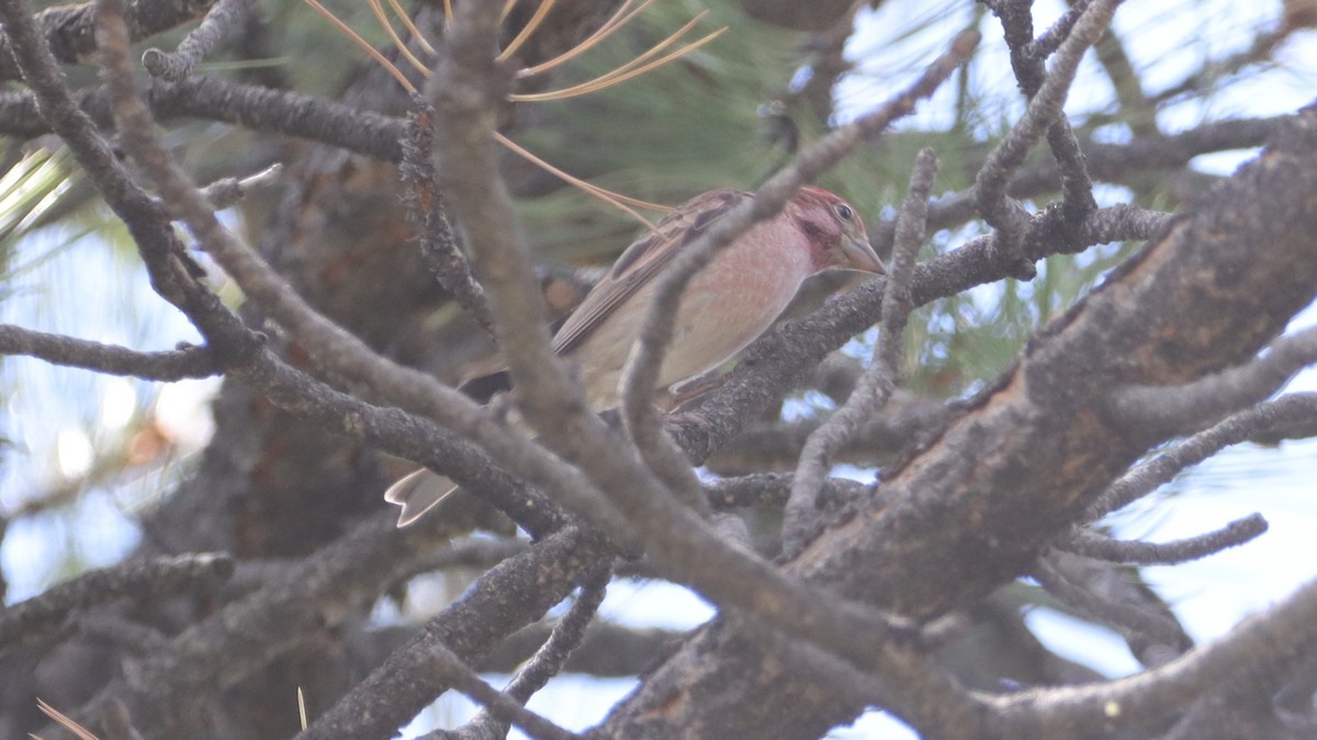Cassin's Finch - ML633685368