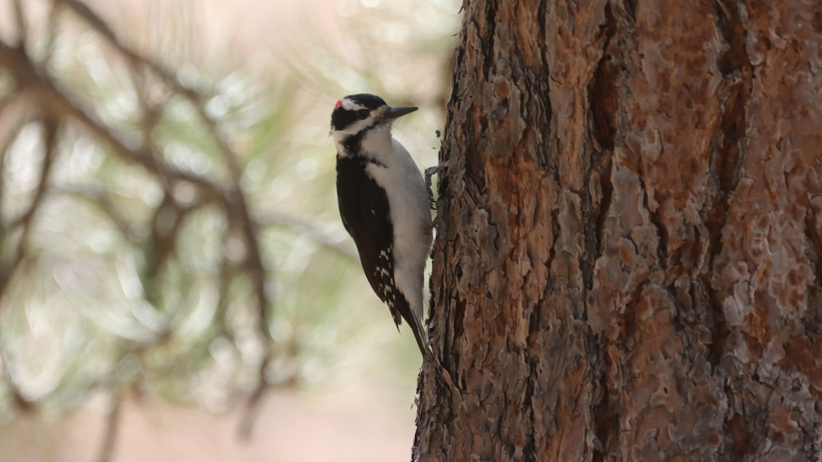 Hairy Woodpecker - ML633685380