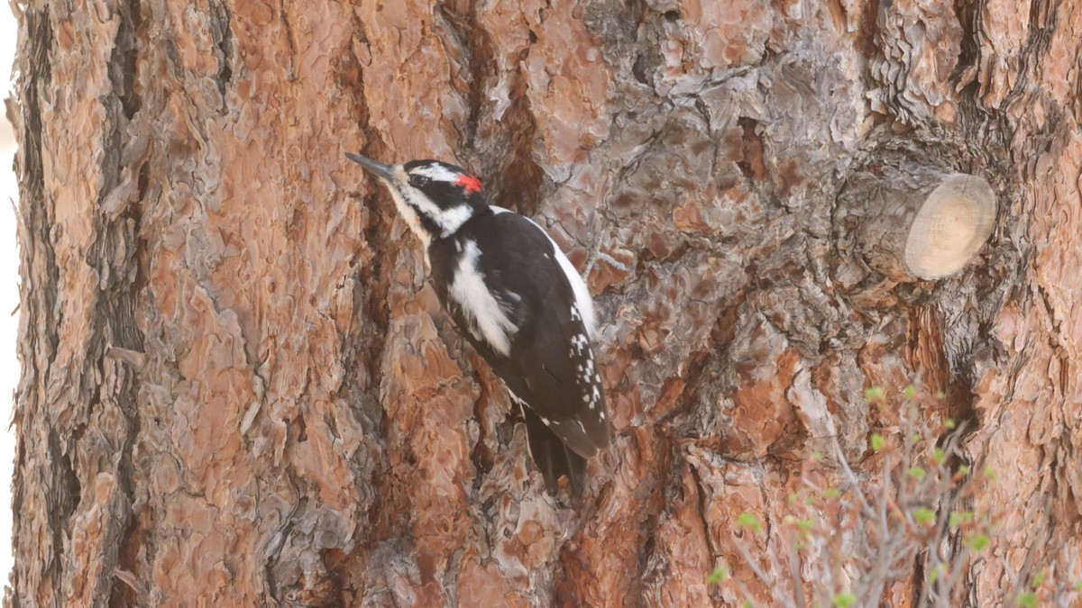 Hairy Woodpecker - ML633685381