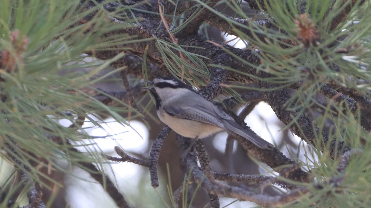 Mountain Chickadee - ML633685401