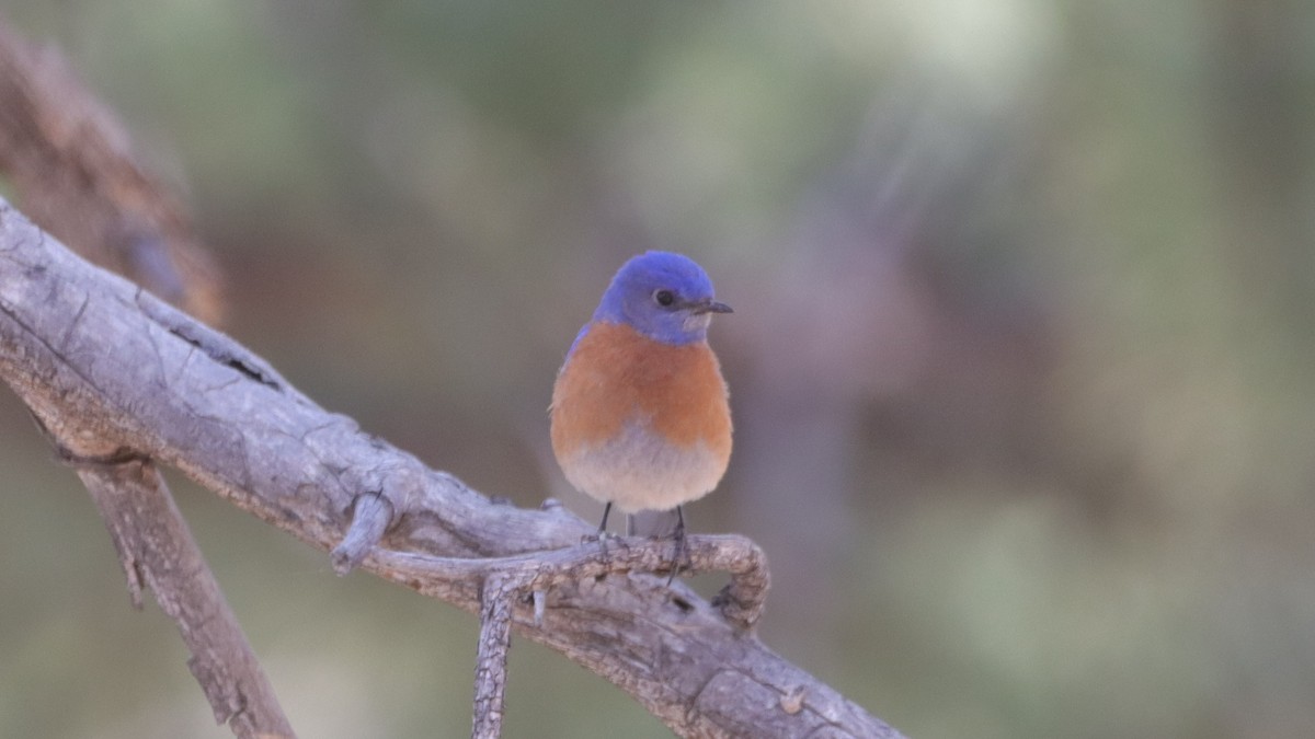 Western Bluebird - ML633685412
