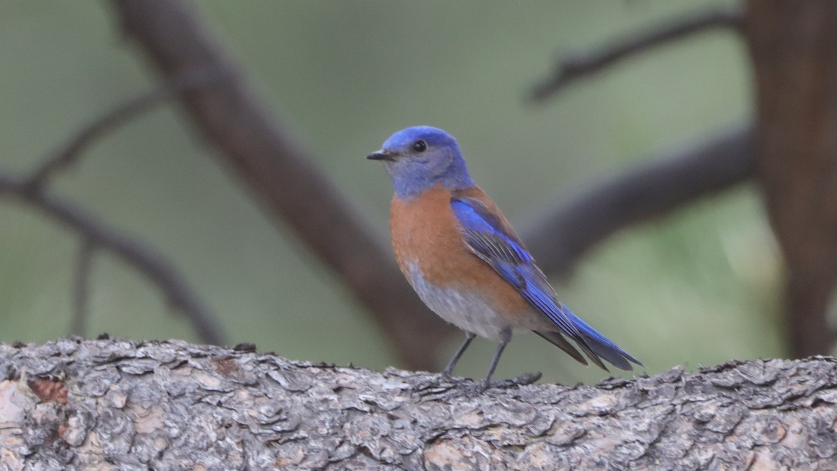 Western Bluebird - ML633685413