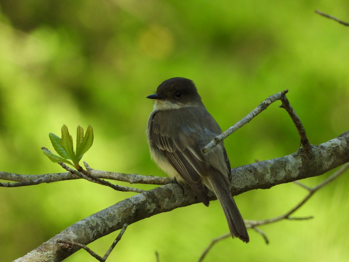 Eastern Phoebe - ML633685651