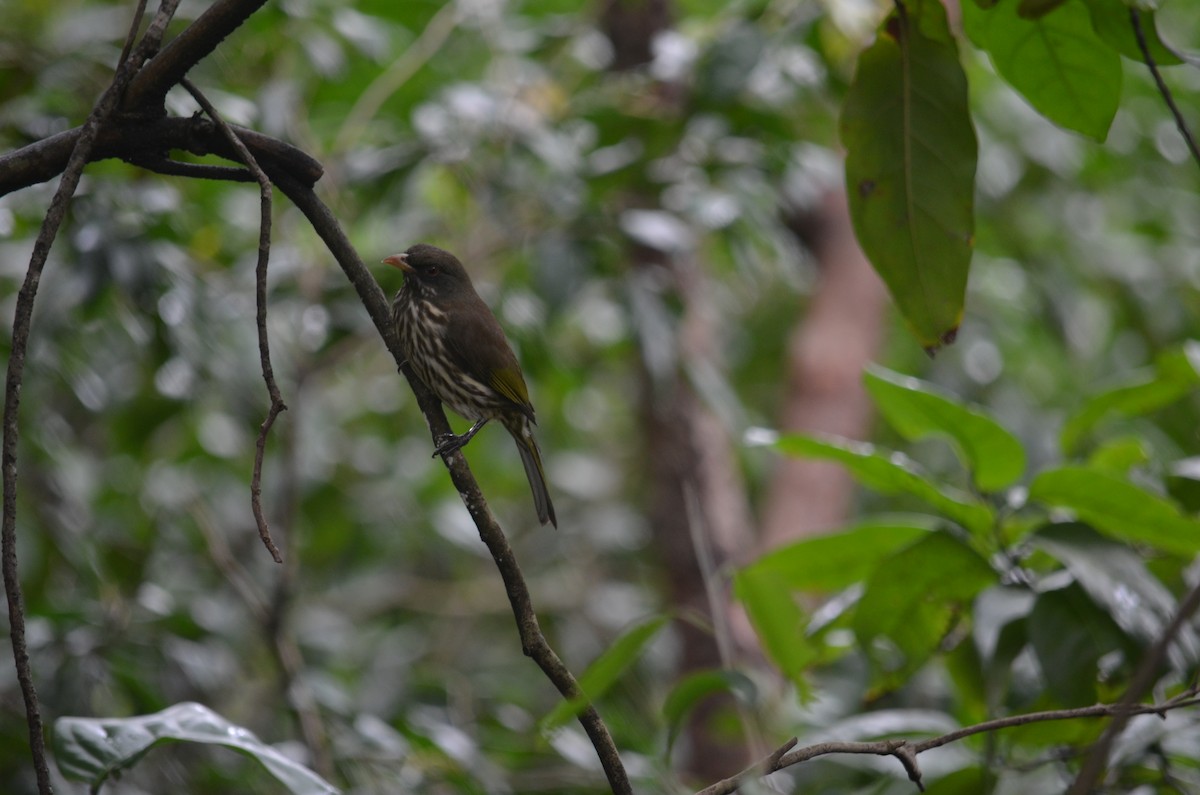 Palmchat - ML633685686