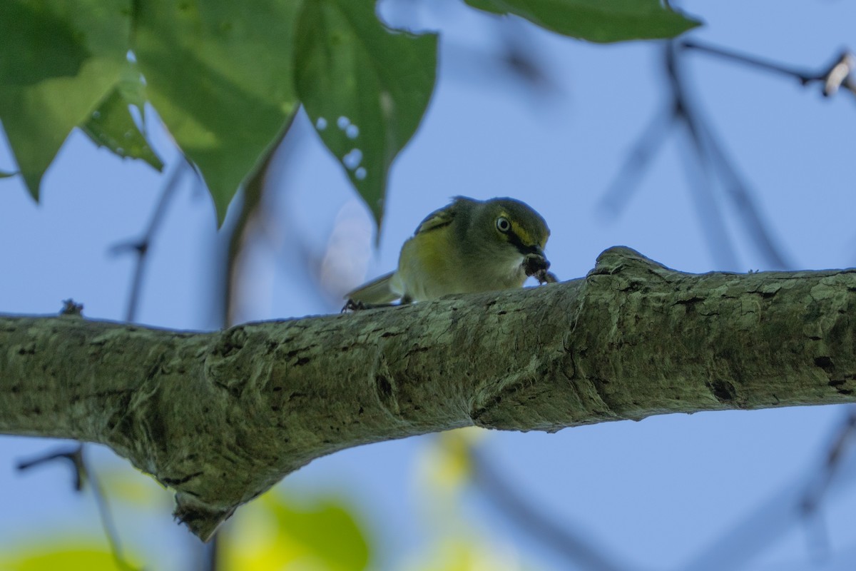 White-eyed Vireo - ML633685827