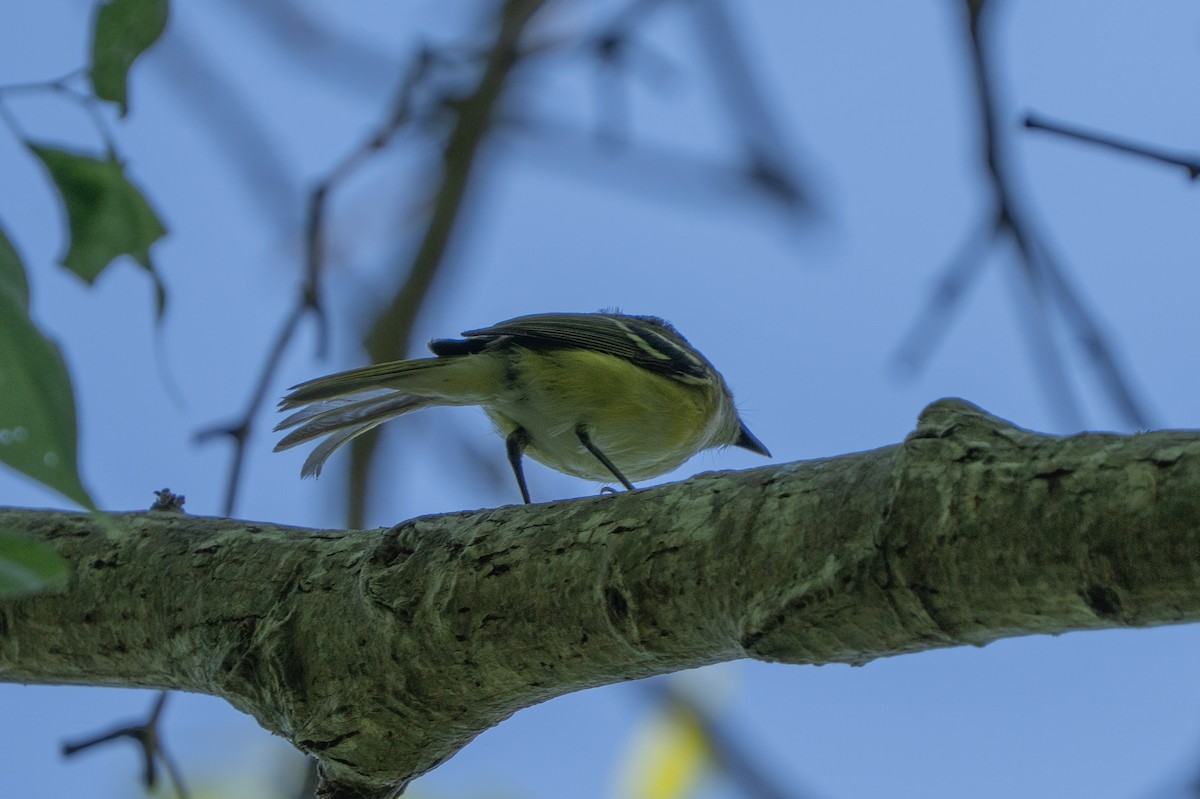 White-eyed Vireo - ML633685829