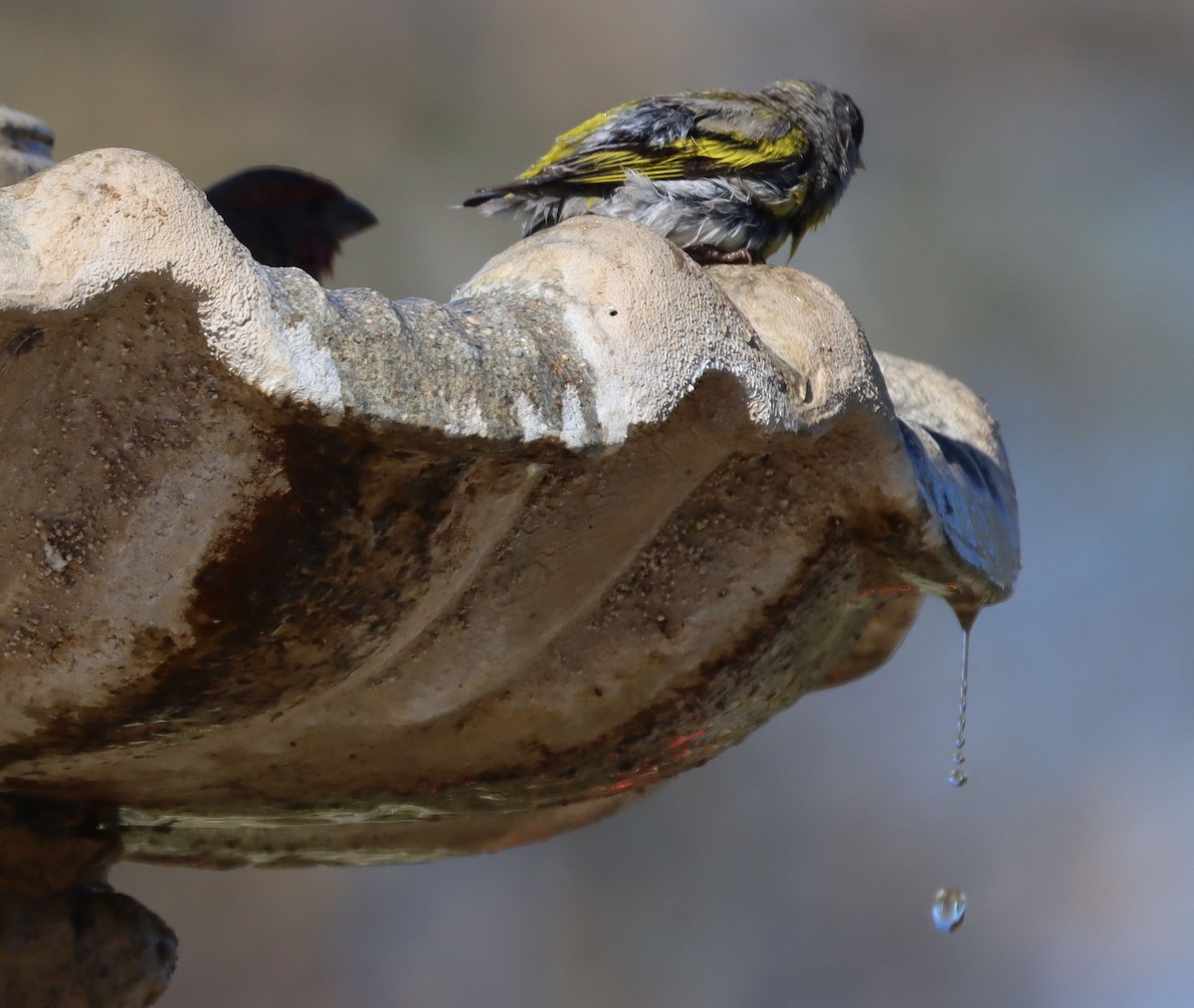 Lawrence's Goldfinch - ML633685904