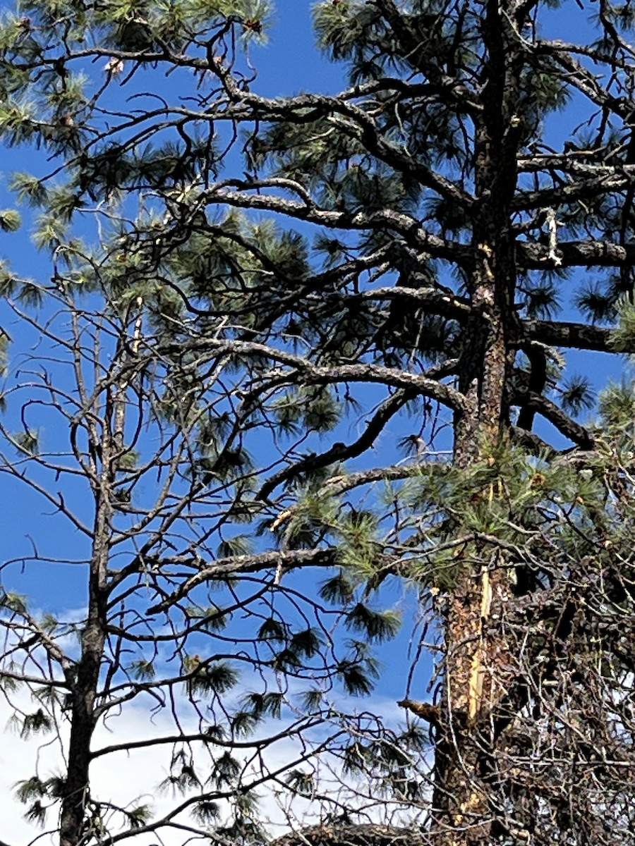 Red-headed Woodpecker - ML633685909