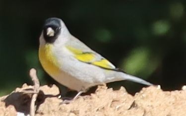 Lawrence's Goldfinch - ML633685925