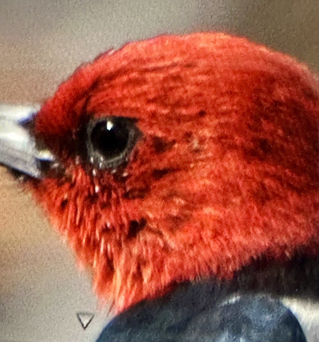 Red-headed Woodpecker - ML633685939