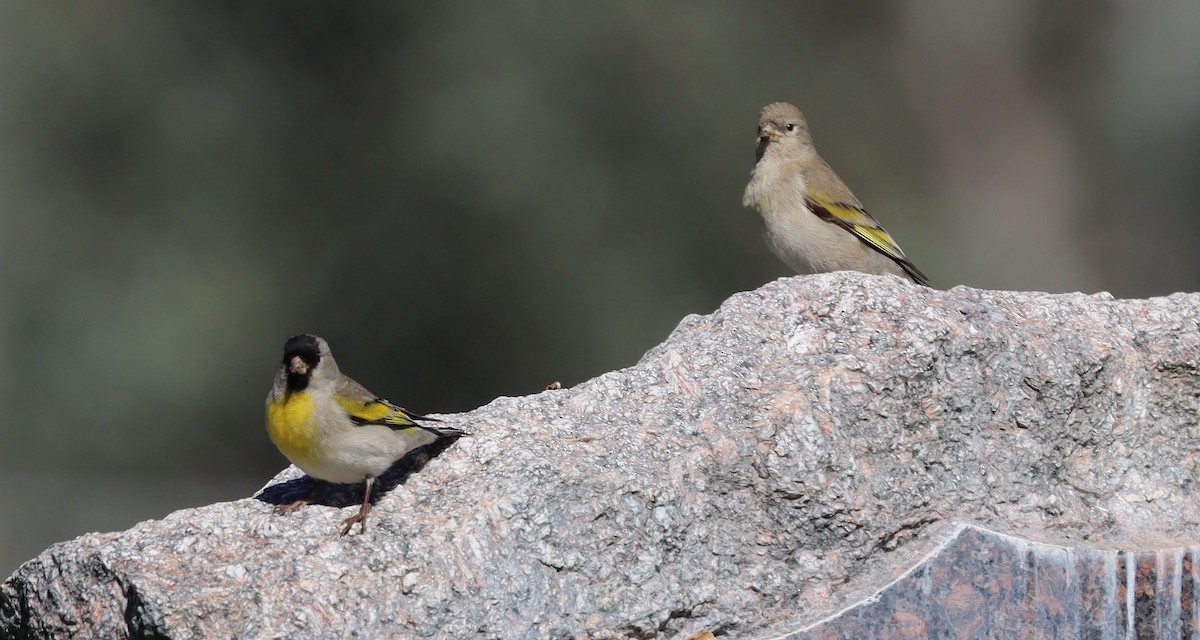 Lawrence's Goldfinch - ML633685963