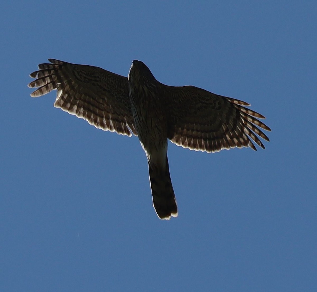 Sharp-shinned Hawk - ML633686023