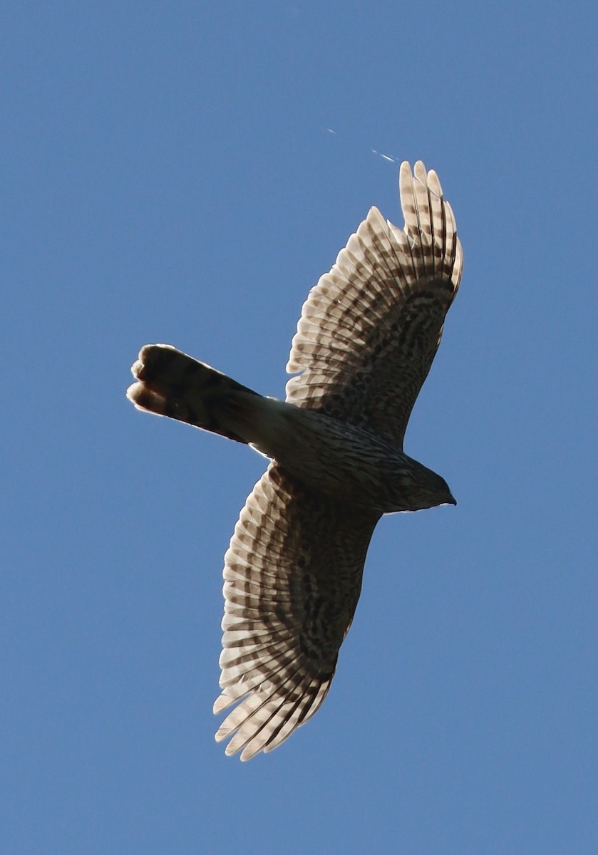 Sharp-shinned Hawk - ML633686024