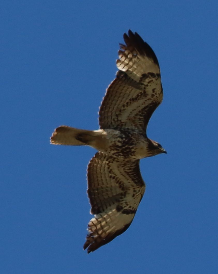 Red-tailed Hawk - ML633686116