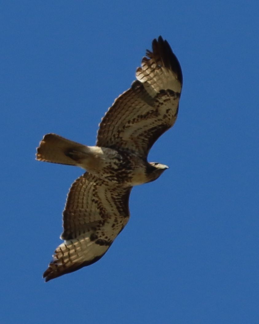 Red-tailed Hawk - ML633686117