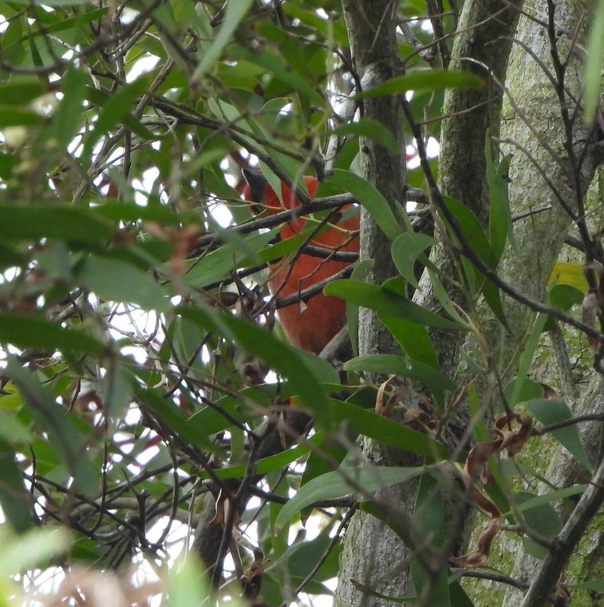 Piranga orangé - ML633686278