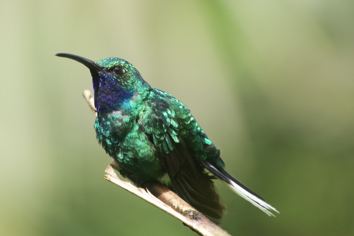 White-tailed Sabrewing - ML633686376