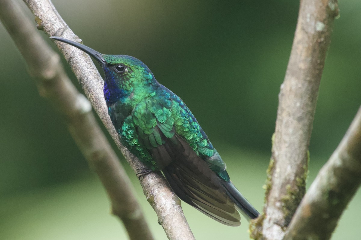 White-tailed Sabrewing - ML633686400