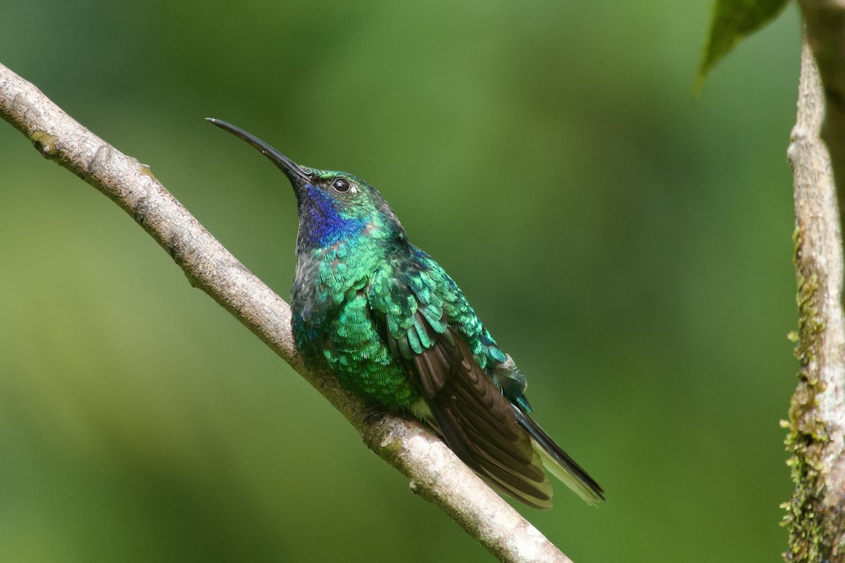 White-tailed Sabrewing - ML633686446