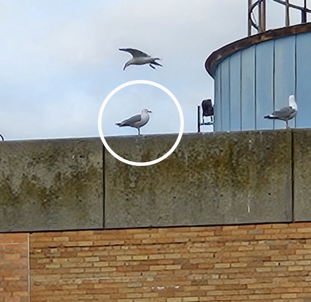 American Herring Gull - ML633686651
