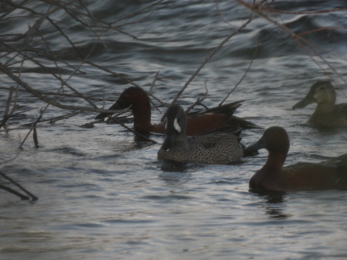 Blue-winged Teal - ML633686679