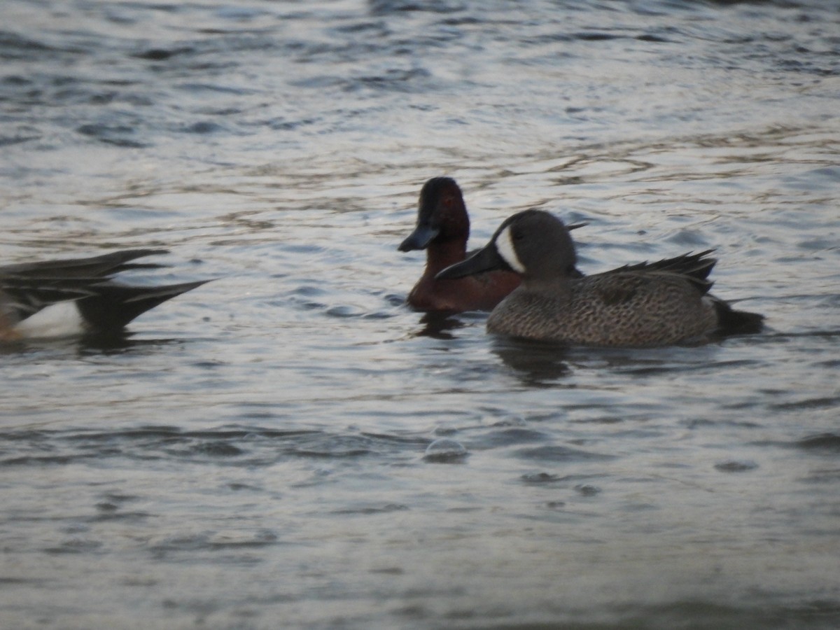 Blue-winged Teal - ML633686700