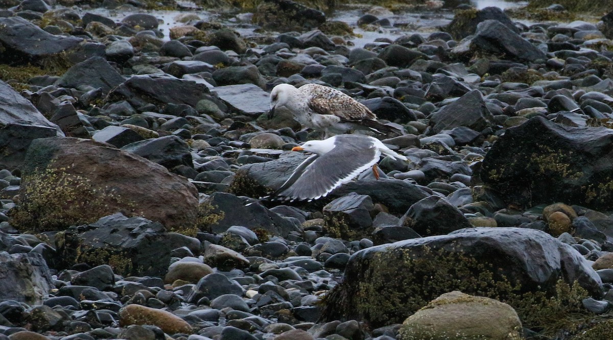 Lesser Black-backed Gull - ML633686793