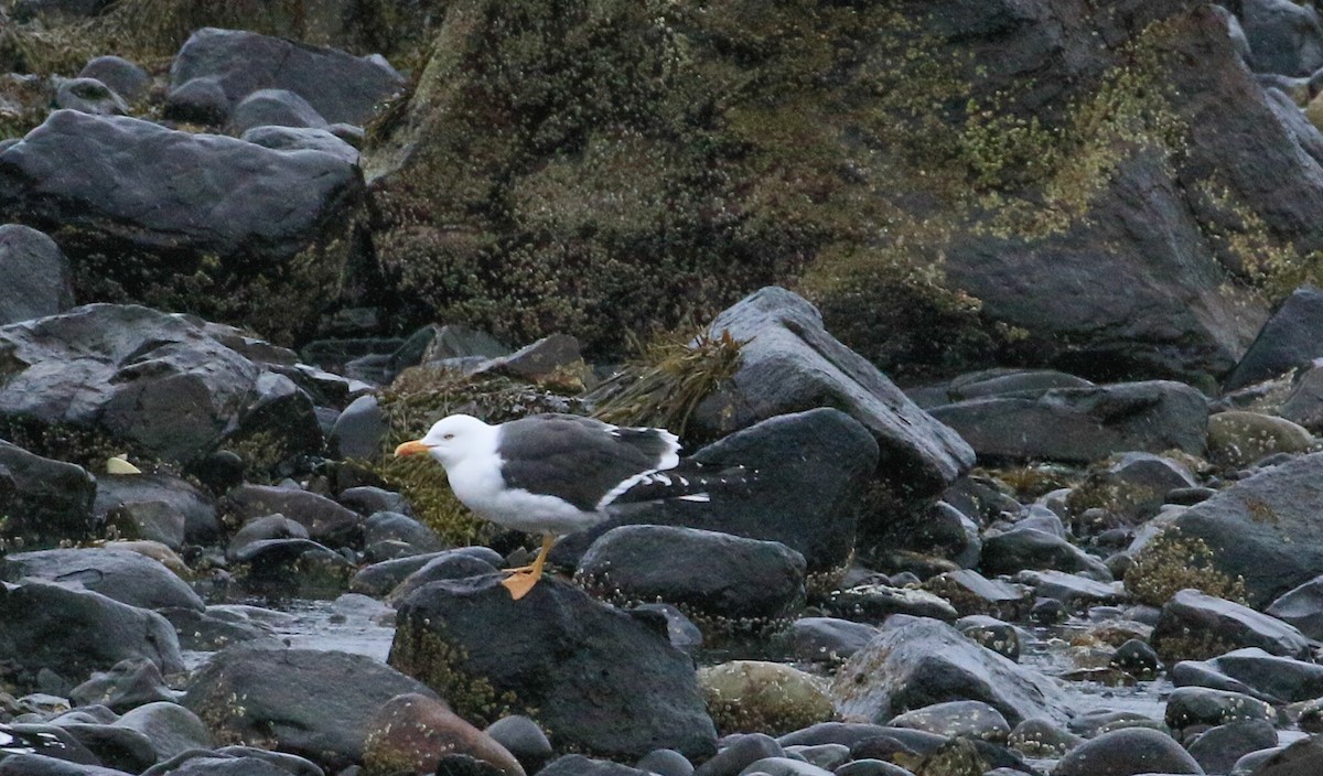 Lesser Black-backed Gull - ML633686796
