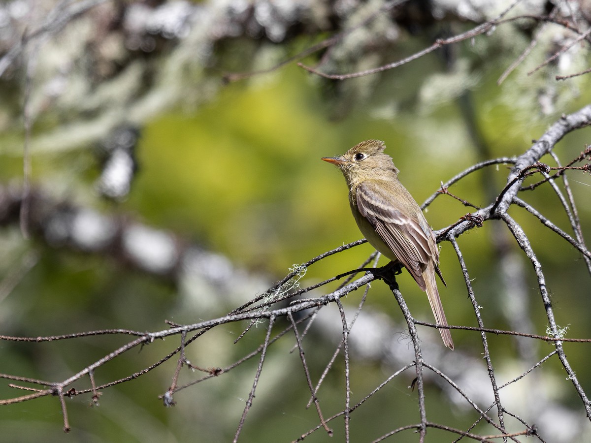 Western Flycatcher (Pacific-slope) - Aquiles Brinco
