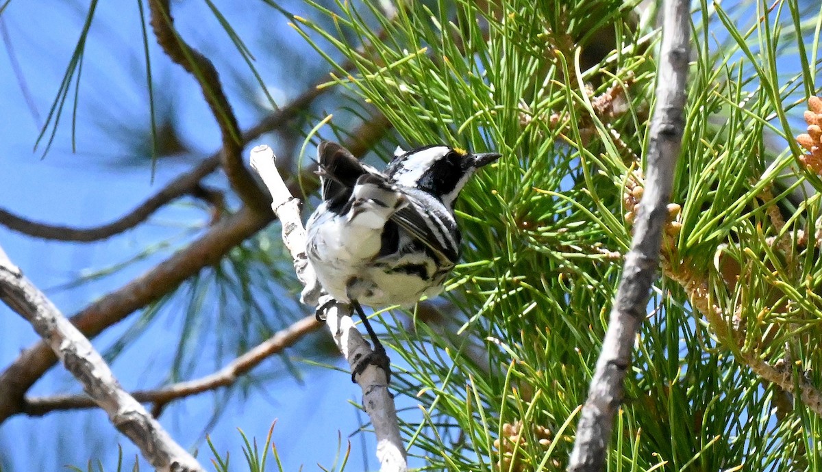 gråparula - ML633687209