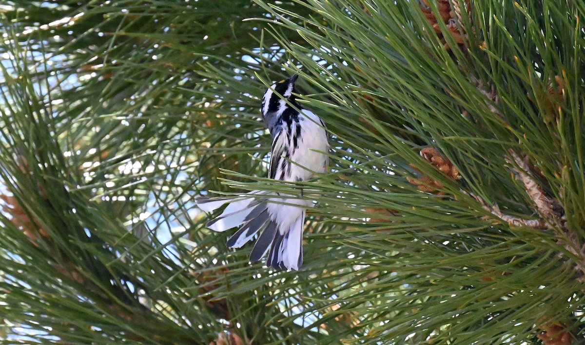 gråparula - ML633687211