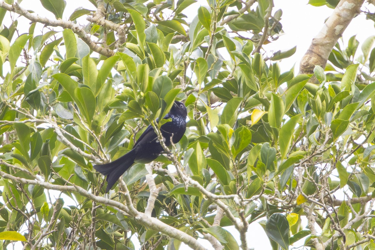 Palawan Drongo - ML633687360