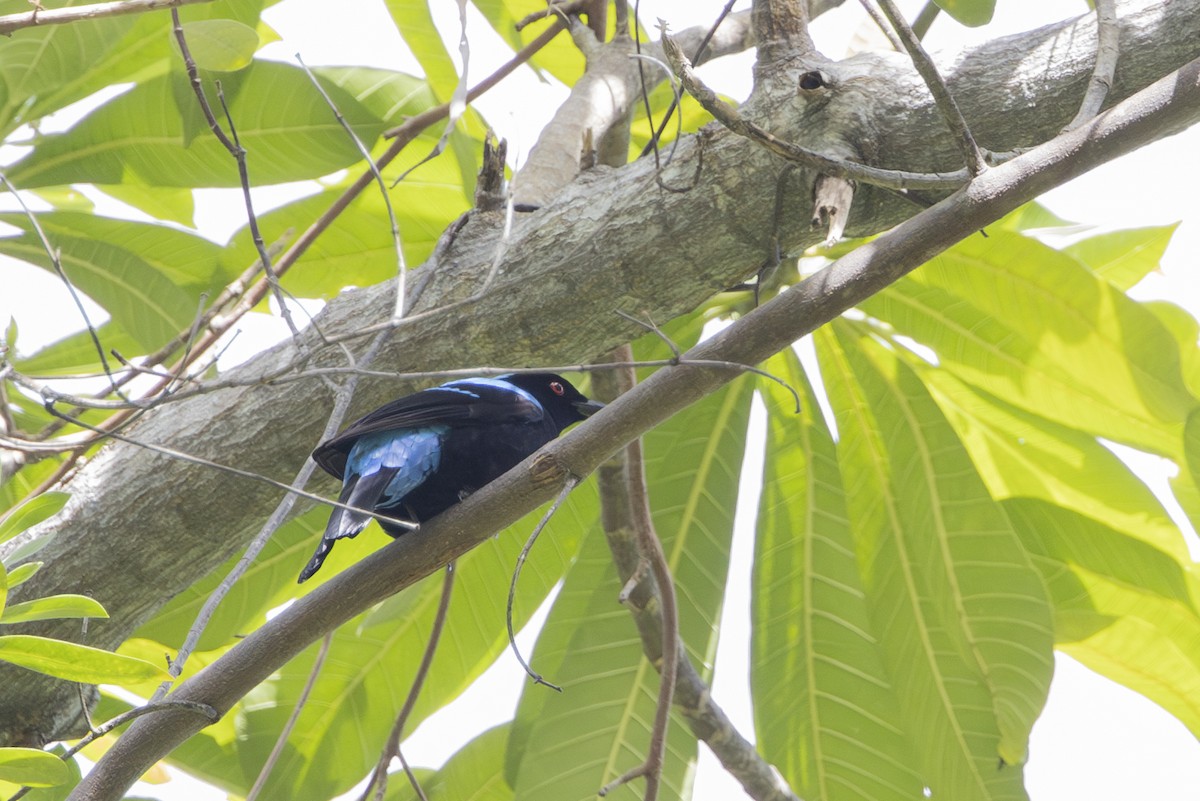 Palawan Fairy-bluebird - ML633687401