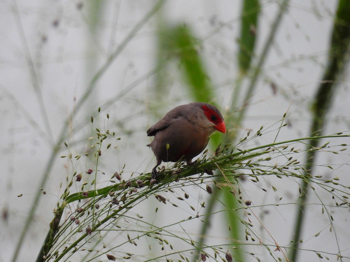 Common Waxbill - Lola Ross