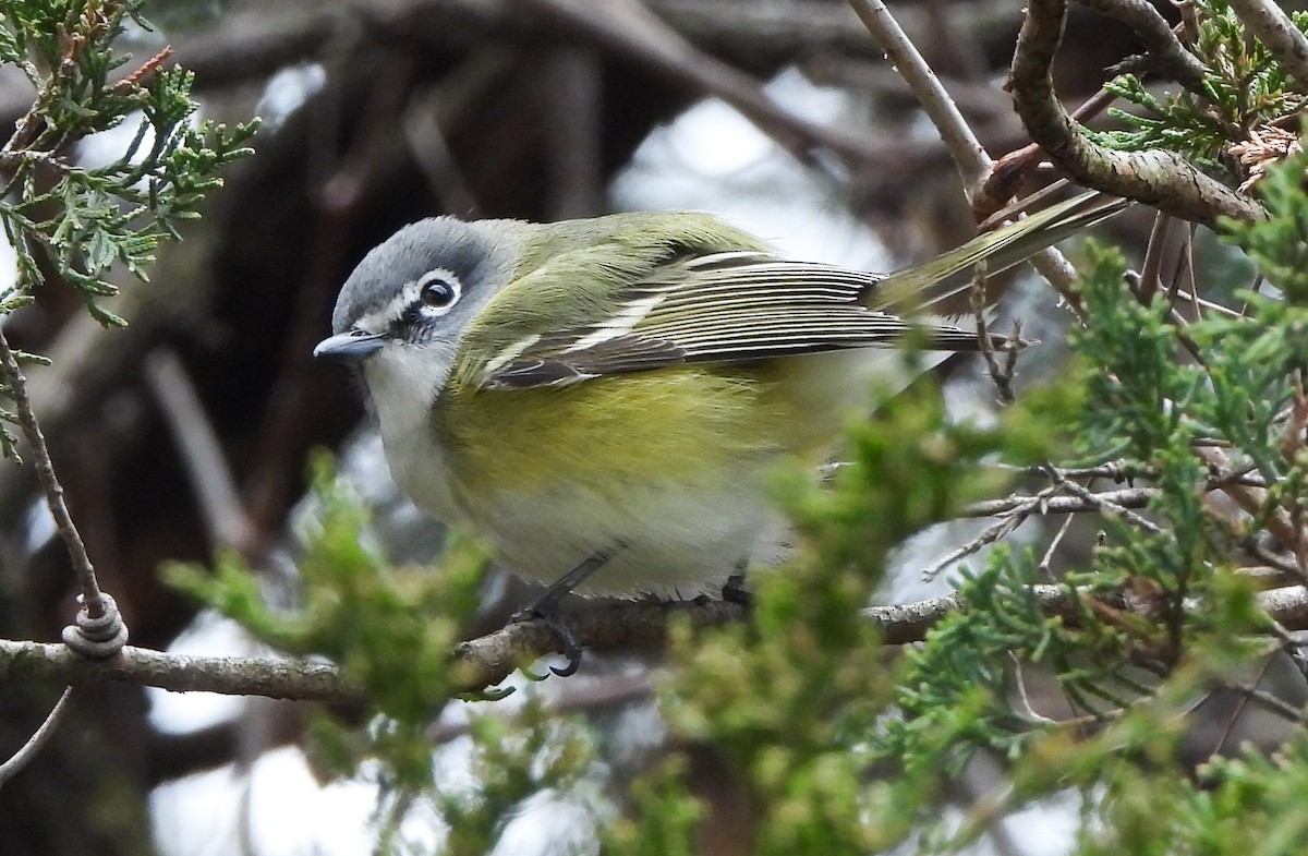 Blue-headed Vireo - ML633687418