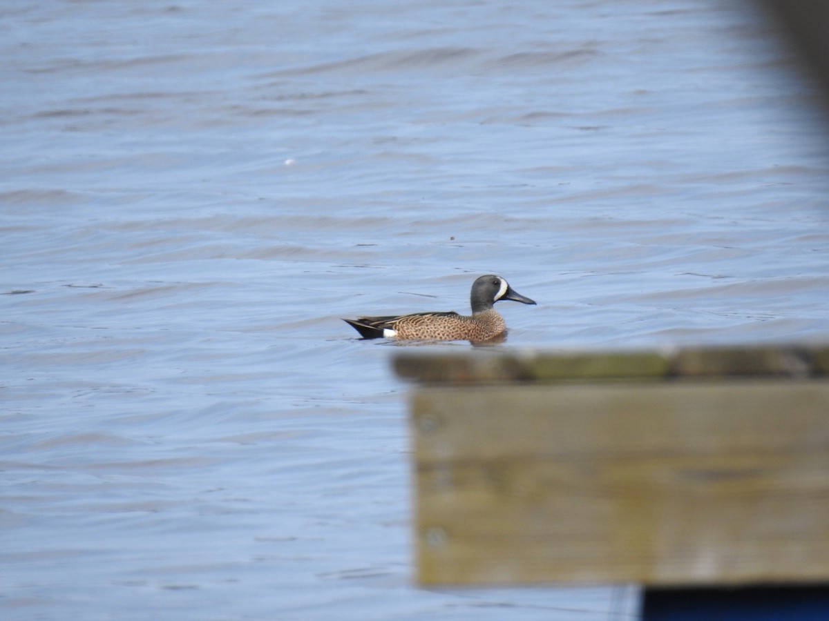 Blue-winged Teal - ML633687438