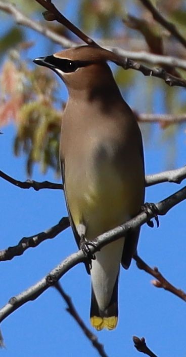 Cedar Waxwing - ML633687440