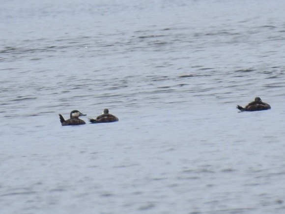 Ruddy Duck - ML633687451