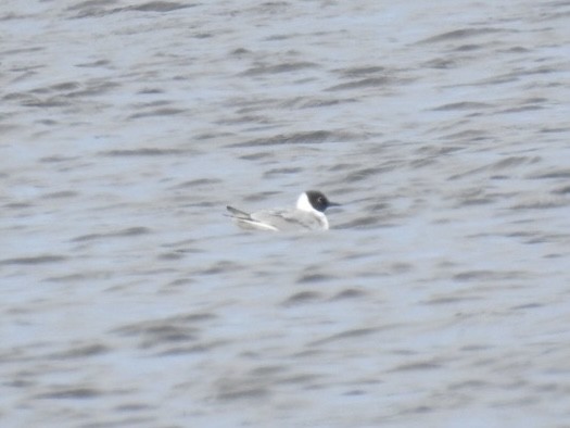 Bonaparte's Gull - ML633687655
