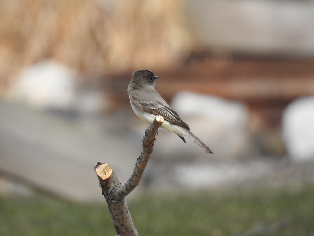 Eastern Phoebe - ML633687680