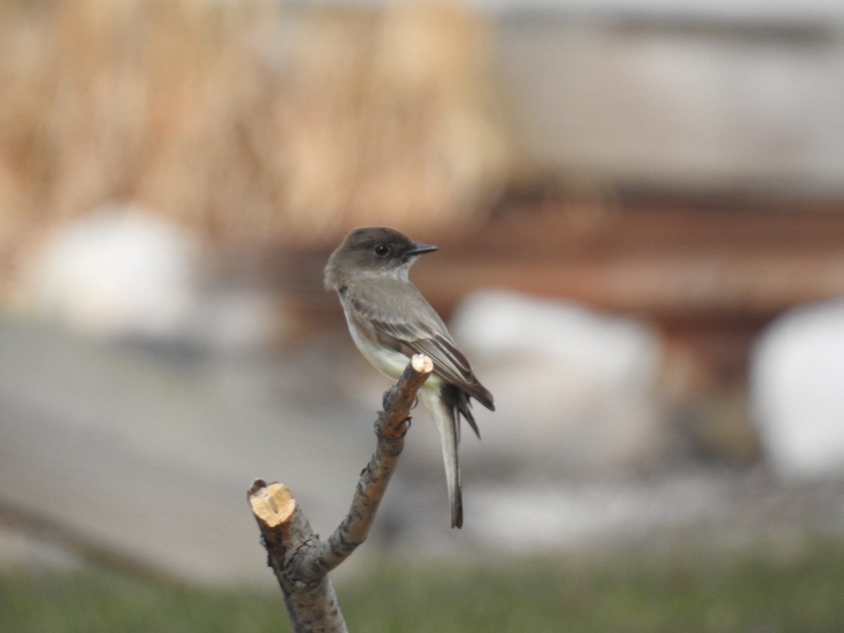 Eastern Phoebe - ML633687681