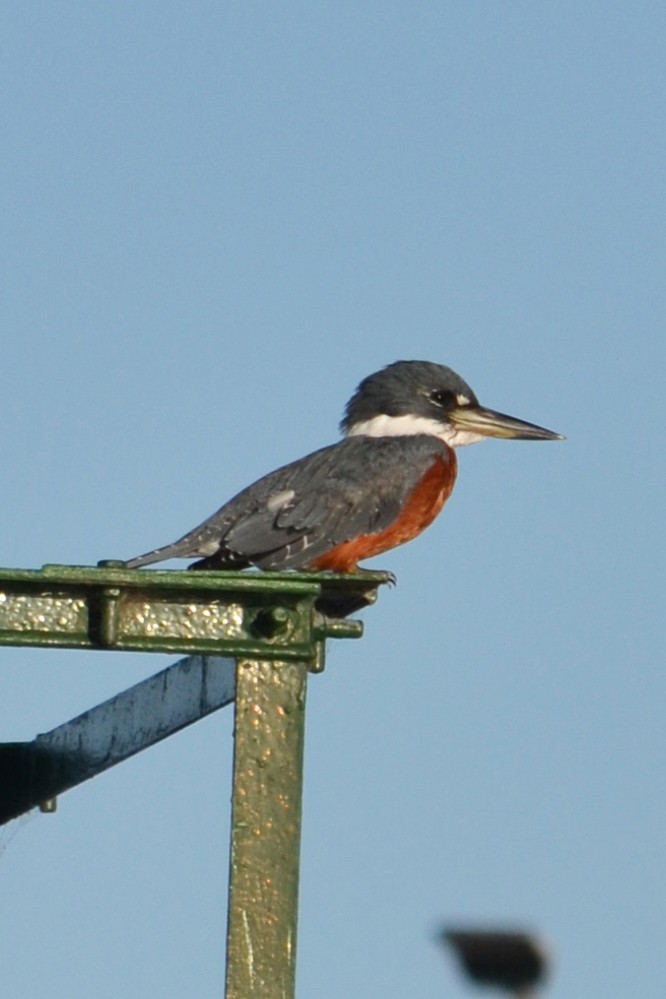 rybařík obojkový - ML633687766