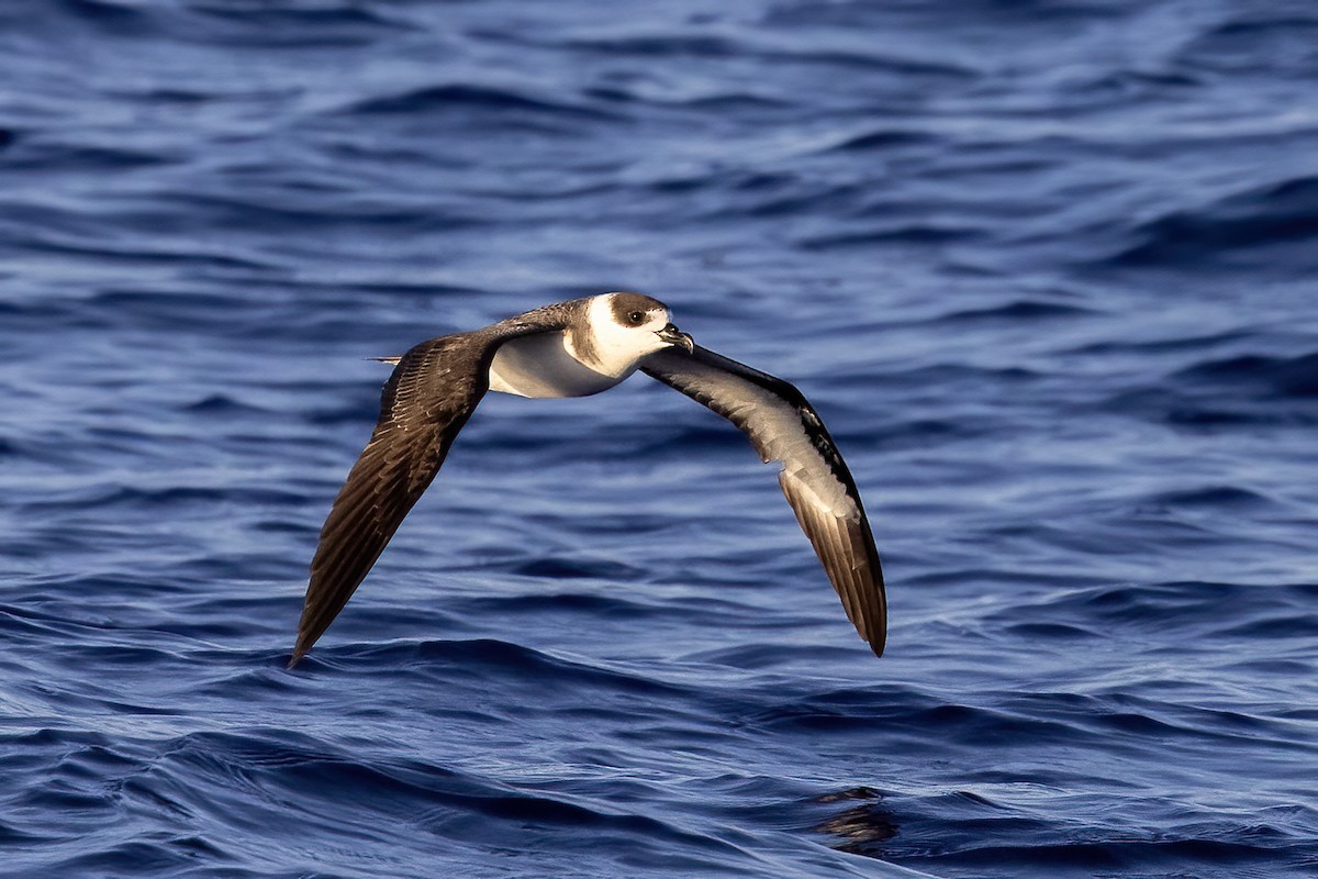White-necked Petrel - ML633687767